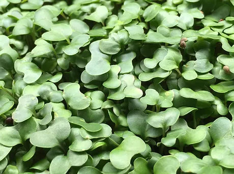 broccali leaf