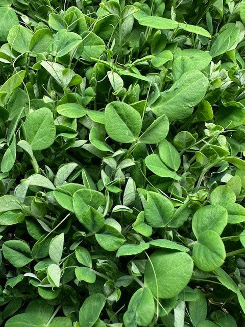 pea leaf
