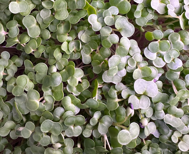 Kale leaf