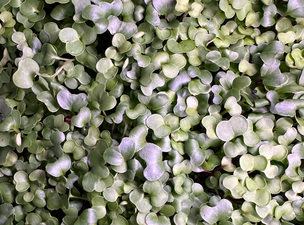 spring mix grass