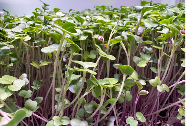 spring herbs