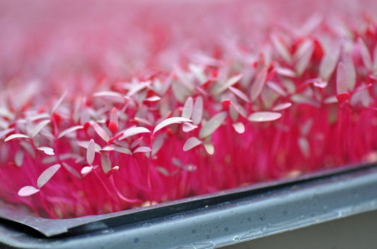 Pink amaranth microgreen leaves in Bijou Blend