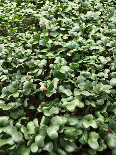 Broccoli