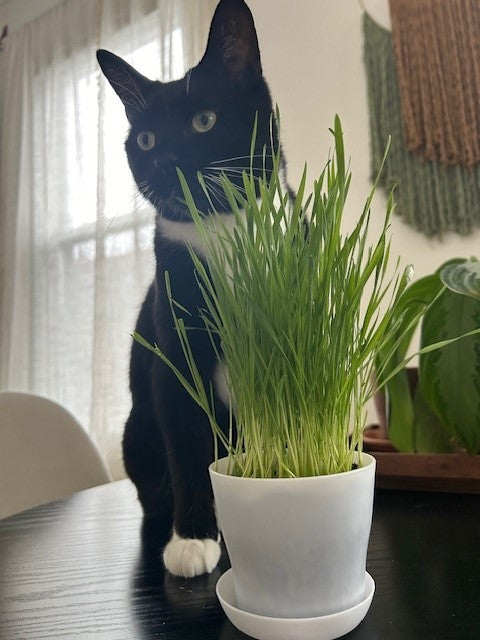 Cat with grass