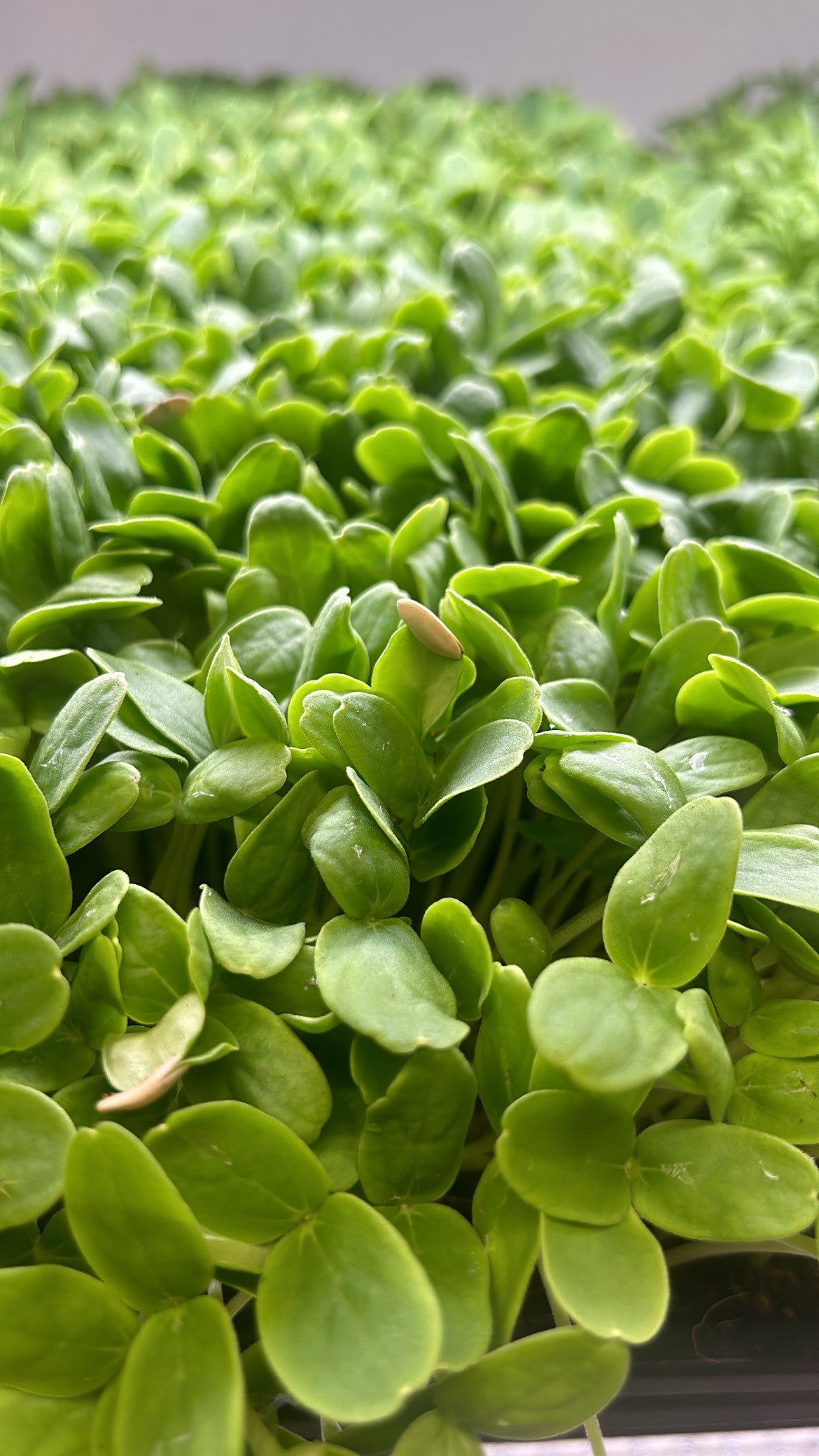 Products – Bijougreens