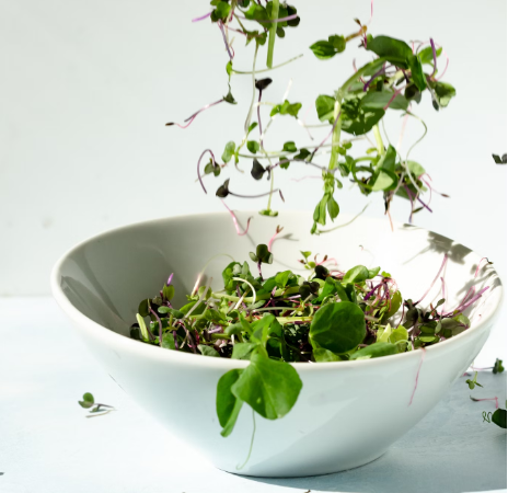 microgreens bundle vaiety