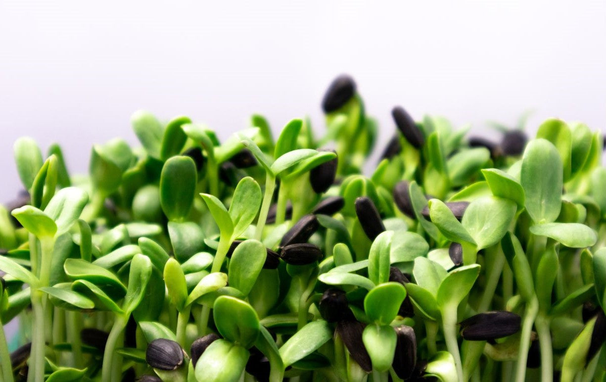 Bijou Blend plant