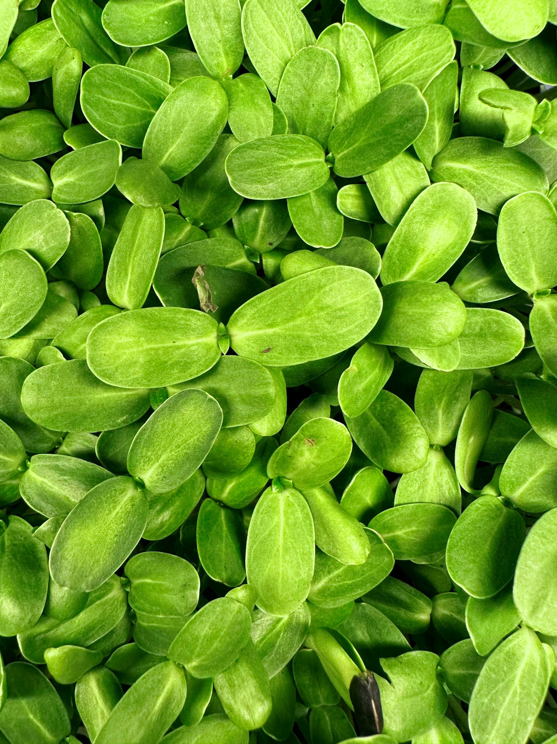 sunflower seeds