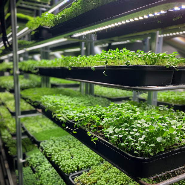 Urban_Farm plants