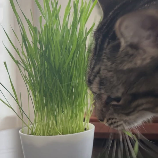 cat eating grass