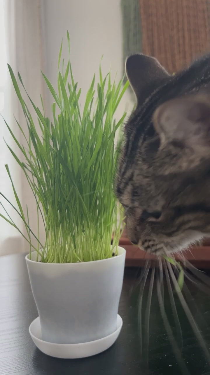 cat eating grass