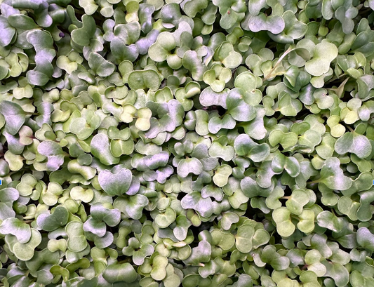 Bijou Greens – Bijougreens